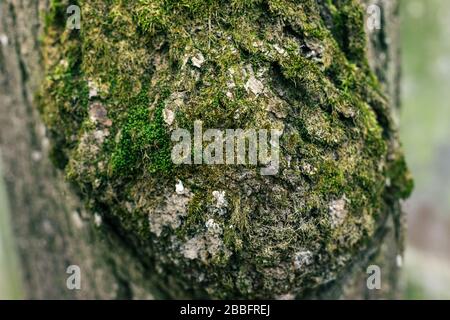 Mold growing on the bark tree. Nature texture Stock Photo