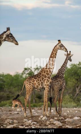 Giraffe mating Stock Photo