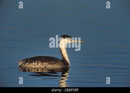 Western Grebe, Aechmophorus occidentalis, Breeding Plumage, Gregarious , Nests in reeds, Winters in sheltered bays, San Diego, California, USA Stock Photo