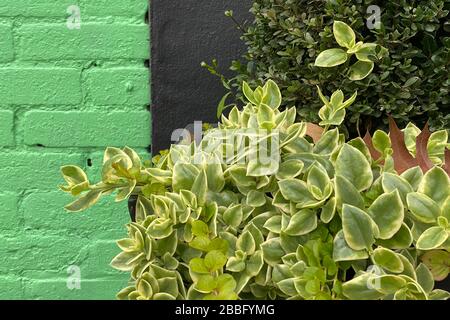 a green black warehouse wall close-up and hedge plants Stock Photo
