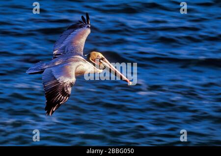 Brown Pelican, Pelecanus occidentalis californicus, in flight, male with red breeding plumage red pouch, La Jolla, California, USA Stock Photo