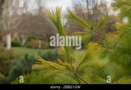 Golden Yellow Foliage of a Pine Tree (Pinus strobus 'Louie') in a Country Cottage Garden Stock Photo