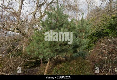 Spring Foliage of a Dwarf Eastern White Pine Tree (Pinus strobus 'Compacta') in a Garden in Rural Devon, England, UK Stock Photo