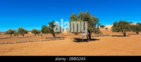 Goats climbed a tree and eat leaves, Essaouira, Morocco. Copy space for text Stock Photo