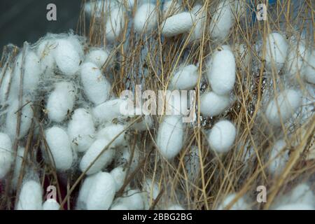 cocoons of silkworm for silk making . Silkworm Mulberry bombyx