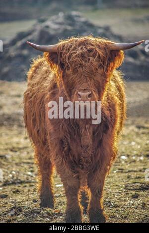 Portrait of a cute brown scottish highland cattle cow in bright sunshine Stock Photo