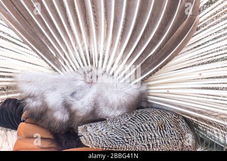 A pattern of peacock feathers from behind. Stock Photo