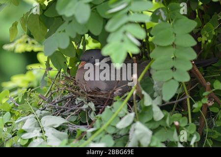 Wood Pigeon / Ringeltaube ( Columba palumbus ) nesting, breeding, sitting on eggs, hatching, hidden in a tree, very careful and secretive, Europe. Stock Photo