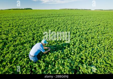 a farmer examines mid growth soybean plants in a field that stretches to the horizon, Tiger Hills, Manitoba, Canada Stock Photo