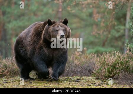 Brown Bear / Braunbaer ( Ursus arctos ), strong and powerful adult, walking, running over a clearing in boreal woods, coming near, full body frontal s Stock Photo