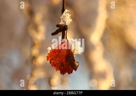 Winter light highlights ice crystals on a Silver birch leaf in central Norway, northern Europe. Stock Photo