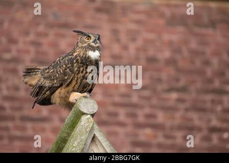 Eurasian Eagle Owl / Uhu ( Bubo bubo ) adult male, perched on top of a church gable, urban surrounding, courting, side view, wildlife, Europe. Stock Photo