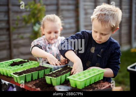 Two Primary school aged children plant seeds in green plastic seed trays Stock Photo