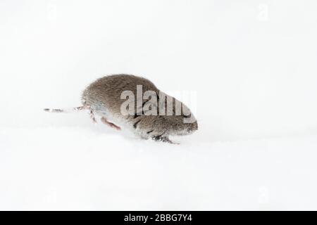 Montane Vole / Rocky Mountains Wuehlmaus ( Microtus montanus ) in winter, running through the snow, wildlife, Grand Teton National Park, USA. Stock Photo
