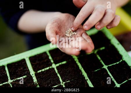 A pair of Primary school aged children hands holding plant seeds above green plastic seed trays