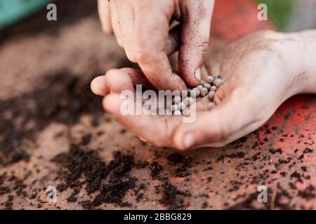A pair of Primary school aged children hands holding plant seeds