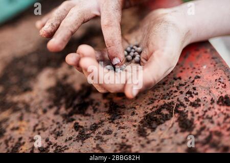 A pair of Primary school aged children hands holding plant seeds