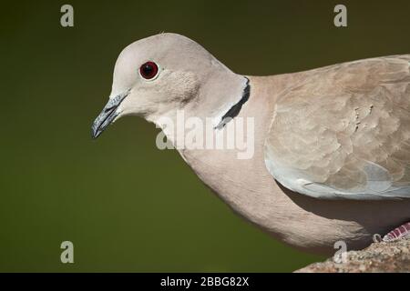 Collared dove or ring-necked dove (Streptopelia decaocto) close-up in nature Stock Photo