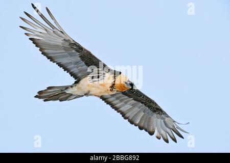 Bearded Vulture / Lammergeier ( Gypaetus barbatus ), Ossifrage, in flight, flying, wingspan, enormous size, large bird of prey, Swiss alps, wildlife. Stock Photo