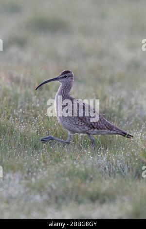 Whimbrel / Regenbrachvogel ( Numenius phaeopus ) walking through a dew wet meadow, rare wader, meadow bird, wildlife, Europe. Stock Photo