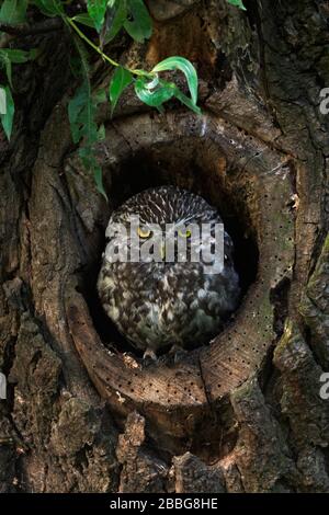 Little Owl / Minervas Owl / Steinkauz ( Athene noctua ) sitting, resting in, watching out of natural tree hollow in an old pollard willow, wildlife Eu Stock Photo