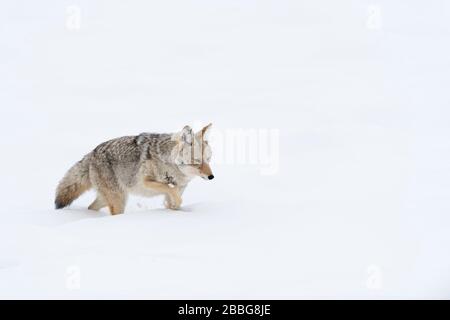 Coyote / Kojote ( Canis latrans ) in winter, walking through deep snow, seems to be exhausted, Yellowstone Area, Wyoming, USA. Stock Photo