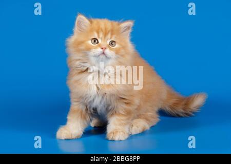 Studio photography of highland straight cat on colored backgrounds Stock Photo