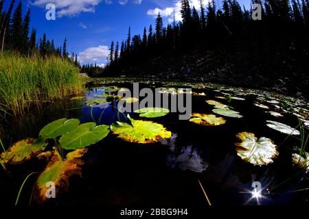 Lily pads in dark water with sunlight glowing in detail reflecting the sky pine trees and sunshine Stock Photo