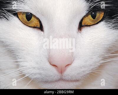 White cat's face full on staring eyes, very sharp with clean fur. Stock Photo