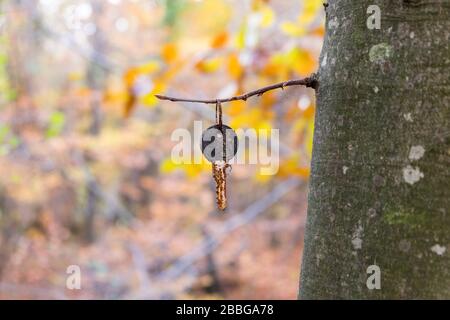 this is most probably a key which is forgotten on picnic area. photo is taken on spring season. So there are some faded trees and leafs. Stock Photo