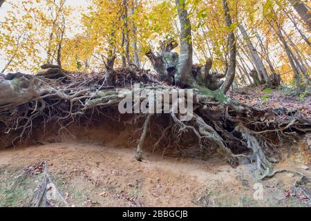 trees are loosing the connection with sand because of erosion. the roots can be seen easily Stock Photo