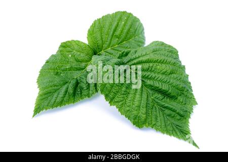 Raspberry leaves isolated on white background Stock Photo