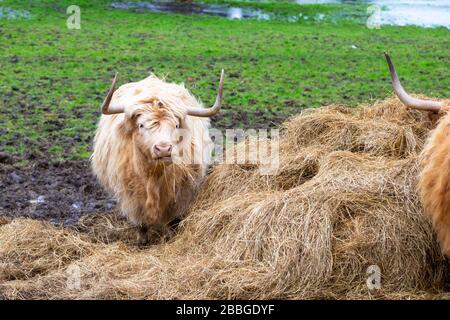 Highland bull, Eynsford Village, Dartford, kent, uk Stock Photo