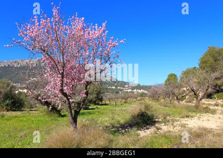 Almond tree in full bloom at springtime, Costa Blanca, Spain Stock Photo