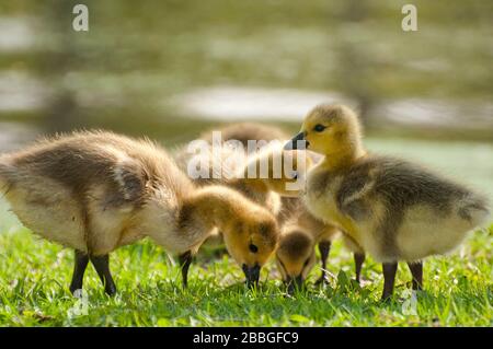 Baby geese enjoying the sun in Manitoba, Canada Stock Photo