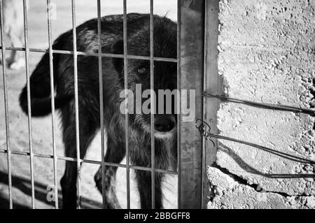 Abandoned dogs in the kennel, animals Stock Photo