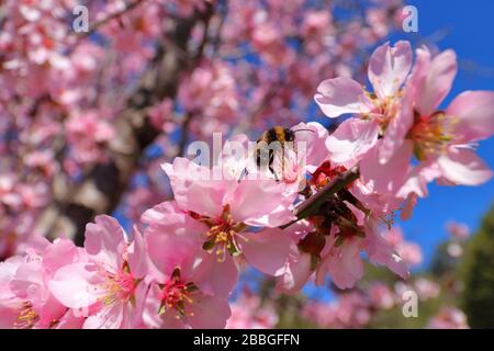 Close-up of bumblebee and pink almond blossoms in spring, Costa Blanca, Spain Stock Photo