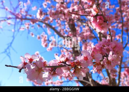 Pink almond blossom dream in springtime, Costa Blanca, Spain Stock Photo