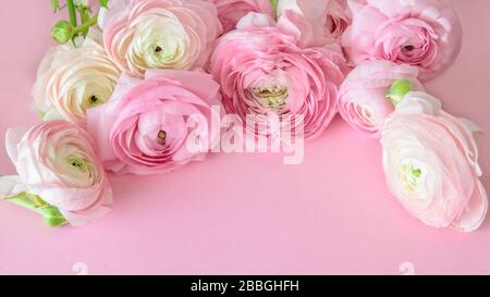 Bouquet of fresh pink ranunculus or buttercups on the pink background closeup, top view. Moms day, Women day, Valentine day or Easter concept. Stock Photo