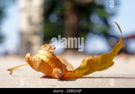Single faded leaf on ground. Veins exist on the leaf. Stock Photo
