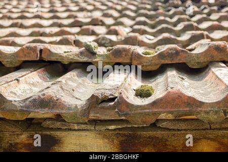 tiles for creating rooftop. There is big moss on a tile Stock Photo