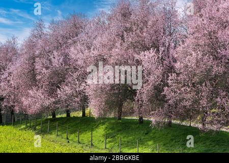 Japanese Cherry blossoms in Spring bloom at edge of field-Metchosin, British Columbia, Canada. Stock Photo