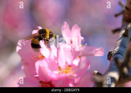 Close-up of bumblebee and pink almond blossoms in spring, Costa Blanca, Spain Stock Photo