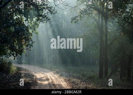 India, Madhya Pradesh, Bandhavgarh National Park. Early morning sunbeams (Crepuscular rays) streaming through park forest on dirt road. Stock Photo