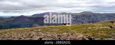 Herdwick sheep on the summit of Caw Fell Stock Photo