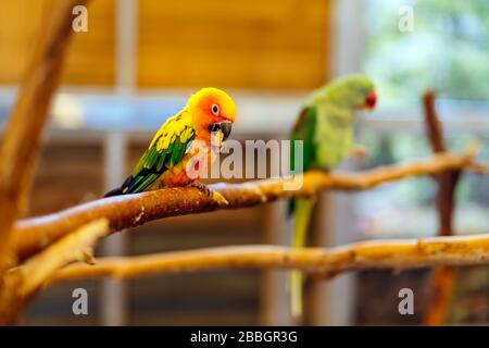 Sun Parakeet sitting on a perch. Aratinga solstitialis also known as the Sun Conure, vibrantly coloured parrot native to South America Stock Photo