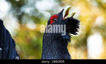 Detail of western capercaillie displaying himself in the sunlit forest. Stock Photo