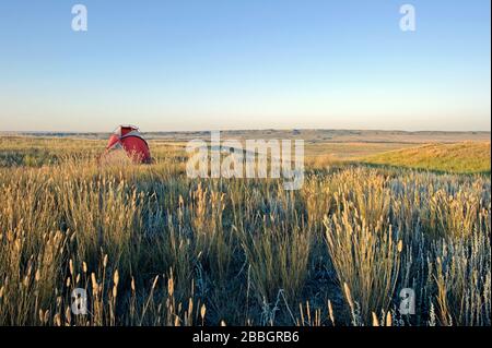 Tent camping at Grasslands National Park. Saskatchewan Canada Stock Photo