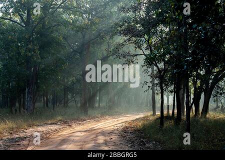 India, Madhya Pradesh, Bandhavgarh National Park. Early morning sunbeams (Crepuscular rays) streaming through park forest on dirt road. Stock Photo