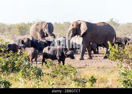 Elephants and African Buffalo at the water Stock Photo